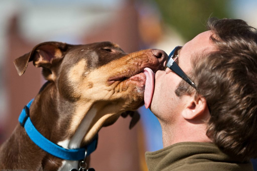 Licking-dog